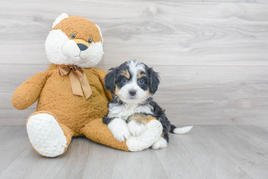 Smart Mini Bernedoodle Poodle Mix Pup