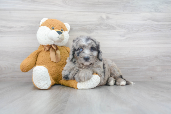 Petite Mini Bernedoodle Poodle Mix Pup