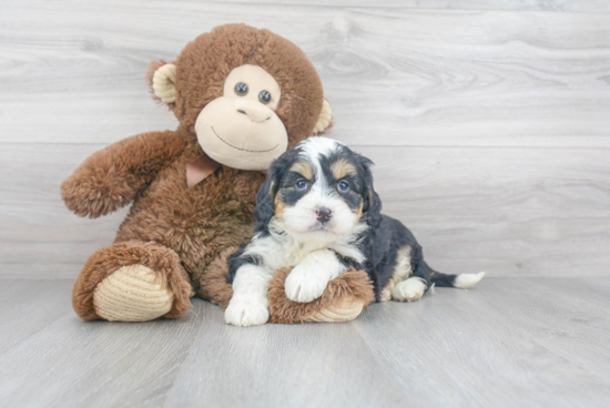 Little Mini Berniedoodle Poodle Mix Puppy