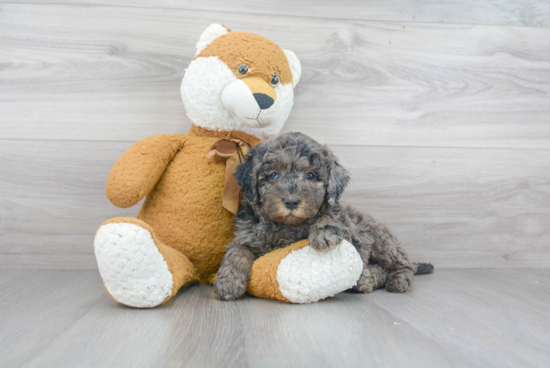 Best Mini Bernedoodle Baby