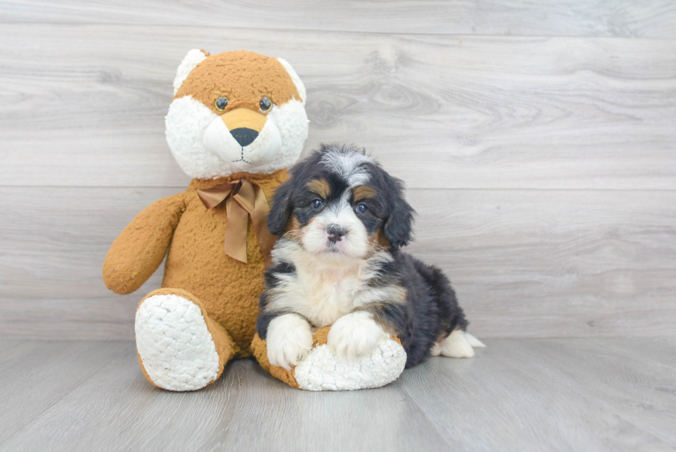 Smart Mini Bernedoodle Poodle Mix Pup