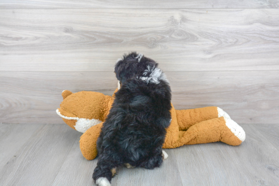 Best Mini Bernedoodle Baby