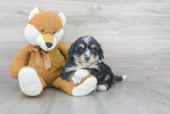 Fluffy Mini Bernedoodle Poodle Mix Pup