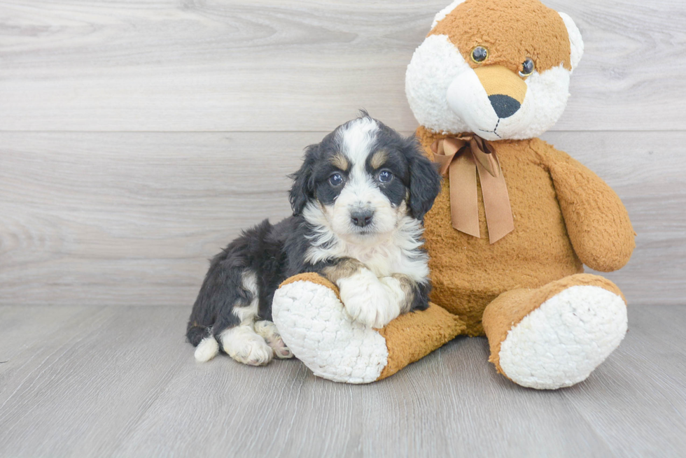 Popular Mini Bernedoodle Poodle Mix Pup