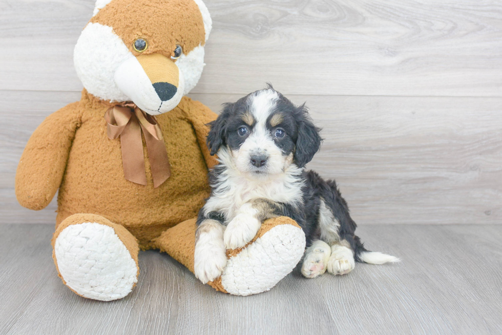 Mini Bernedoodle Pup Being Cute