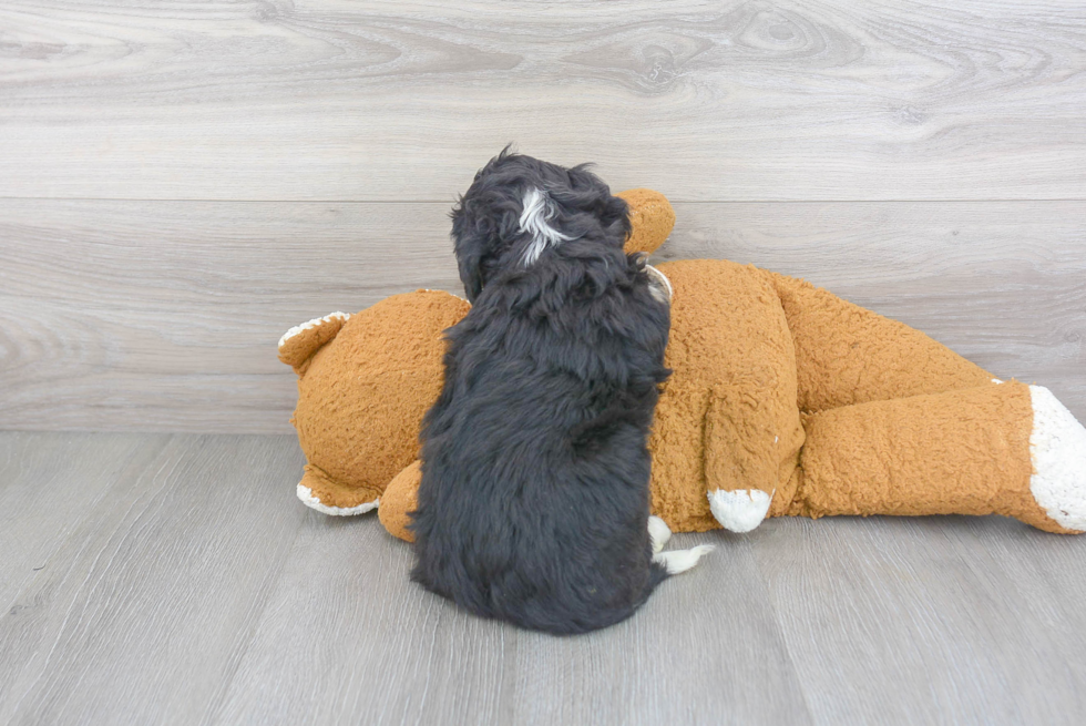 Best Mini Bernedoodle Baby