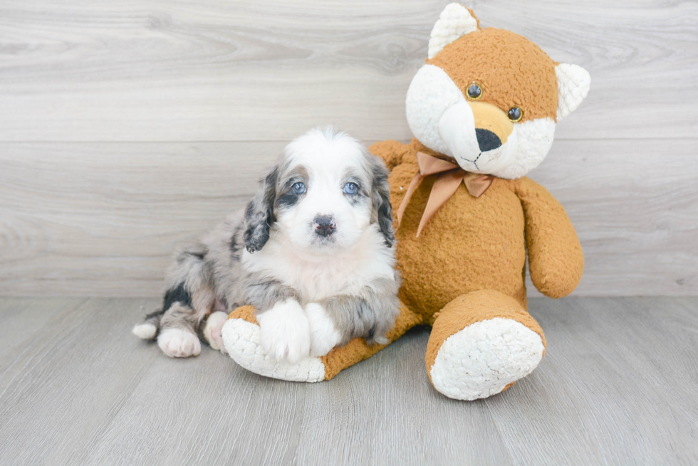 Adorable Mini Berniedoodle Poodle Mix Puppy