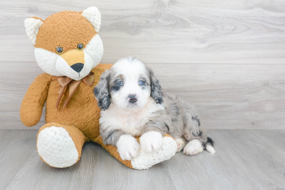 Sweet Mini Bernedoodle Baby