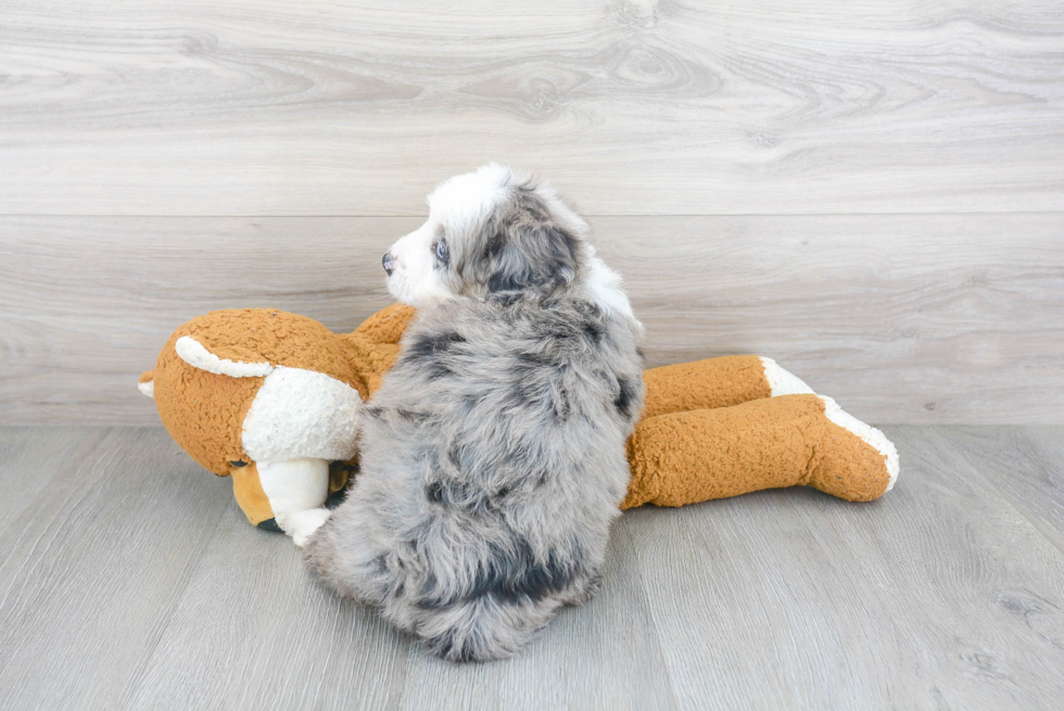 Best Mini Bernedoodle Baby