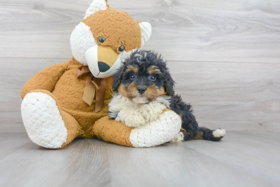 Best Mini Bernedoodle Baby