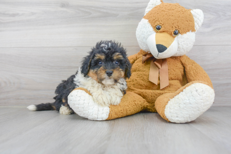 Best Mini Bernedoodle Baby