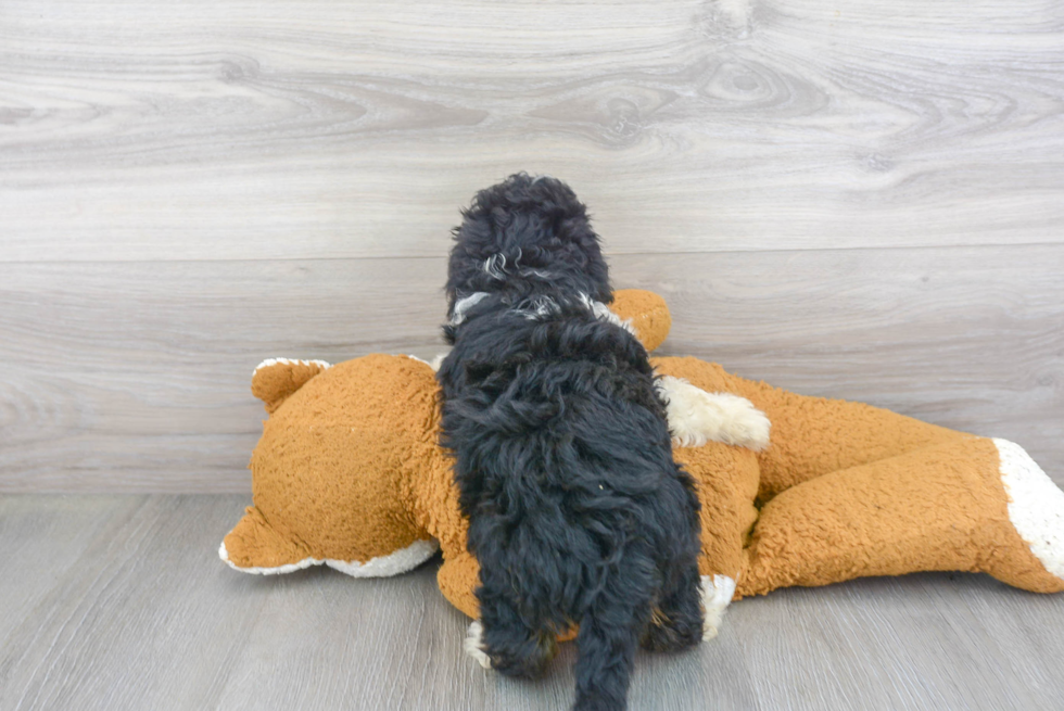 Playful Bernadoodle Poodle Mix Puppy