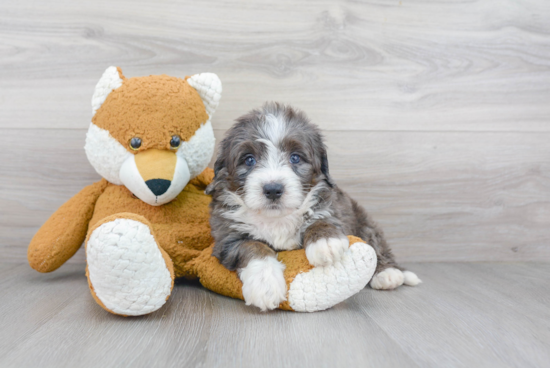 Mini Bernedoodle Pup Being Cute