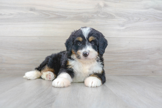 Adorable Mini Berniedoodle Poodle Mix Puppy