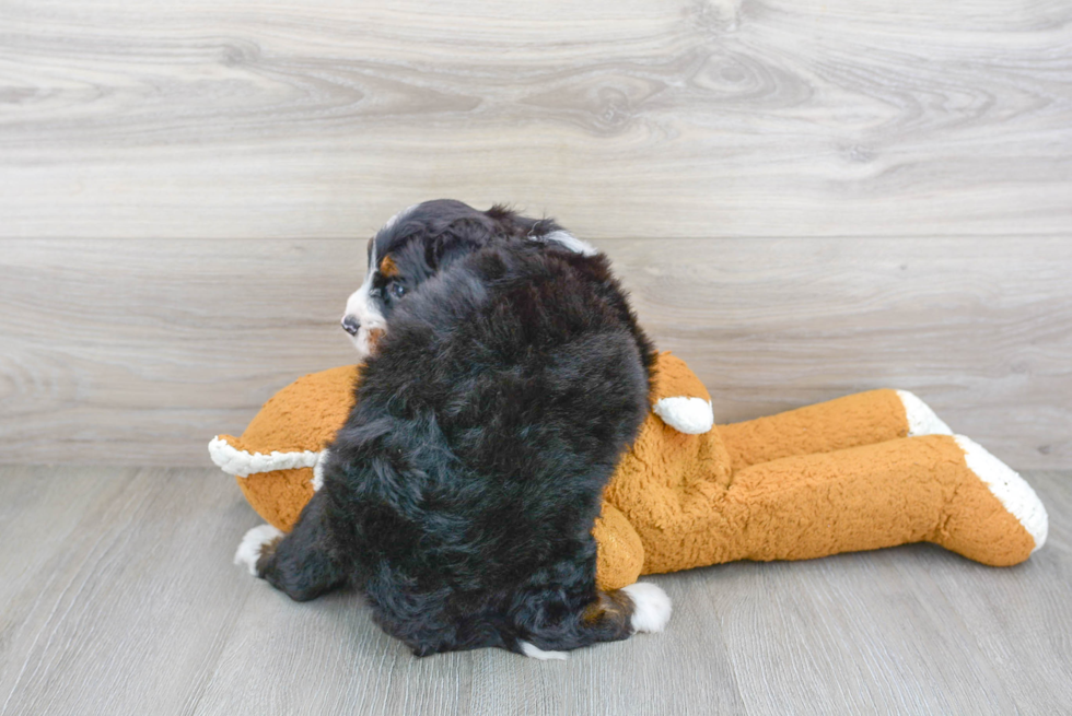 Mini Bernedoodle Pup Being Cute