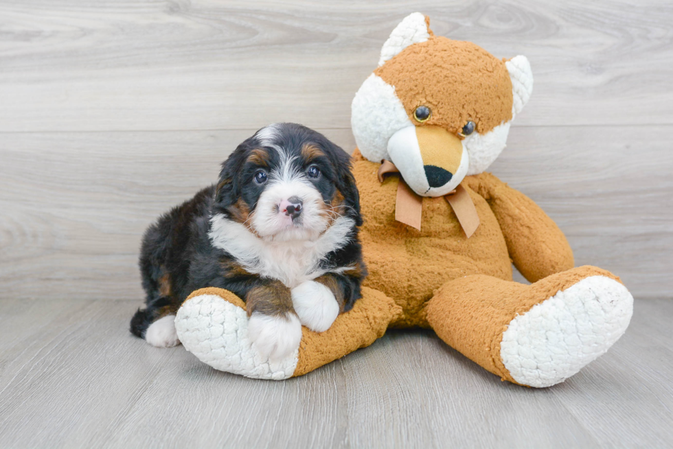 Best Mini Bernedoodle Baby