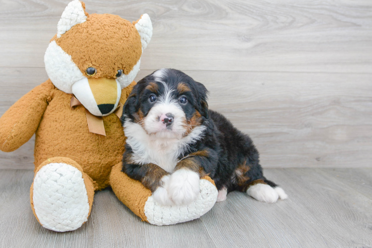 Mini Bernedoodle Pup Being Cute