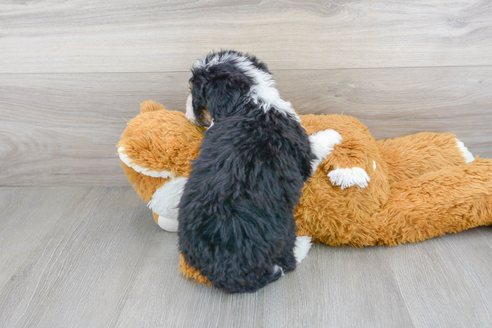 Little Bernadoodle Poodle Mix Puppy