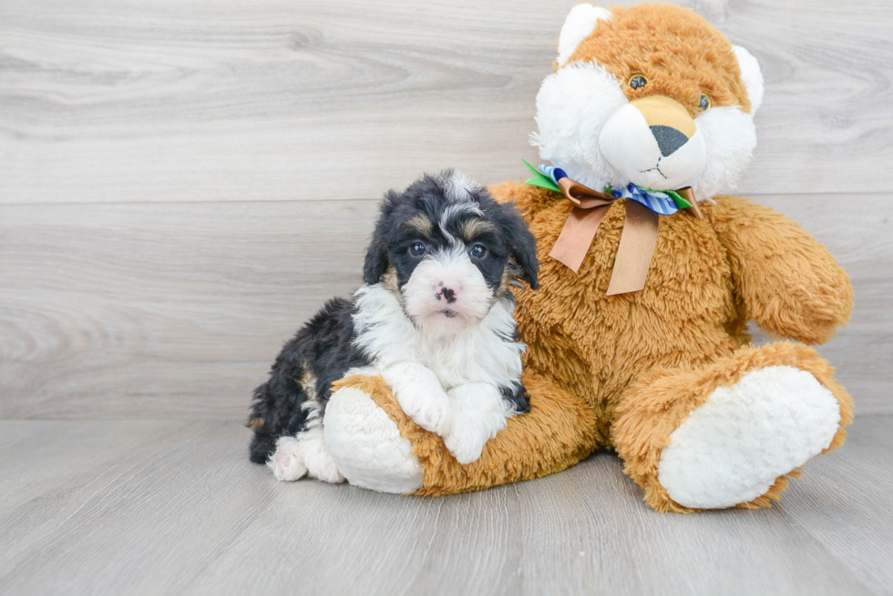 Fluffy Mini Bernedoodle Poodle Mix Pup