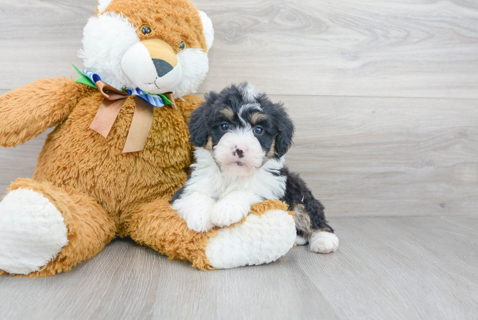 Small Mini Bernedoodle Baby