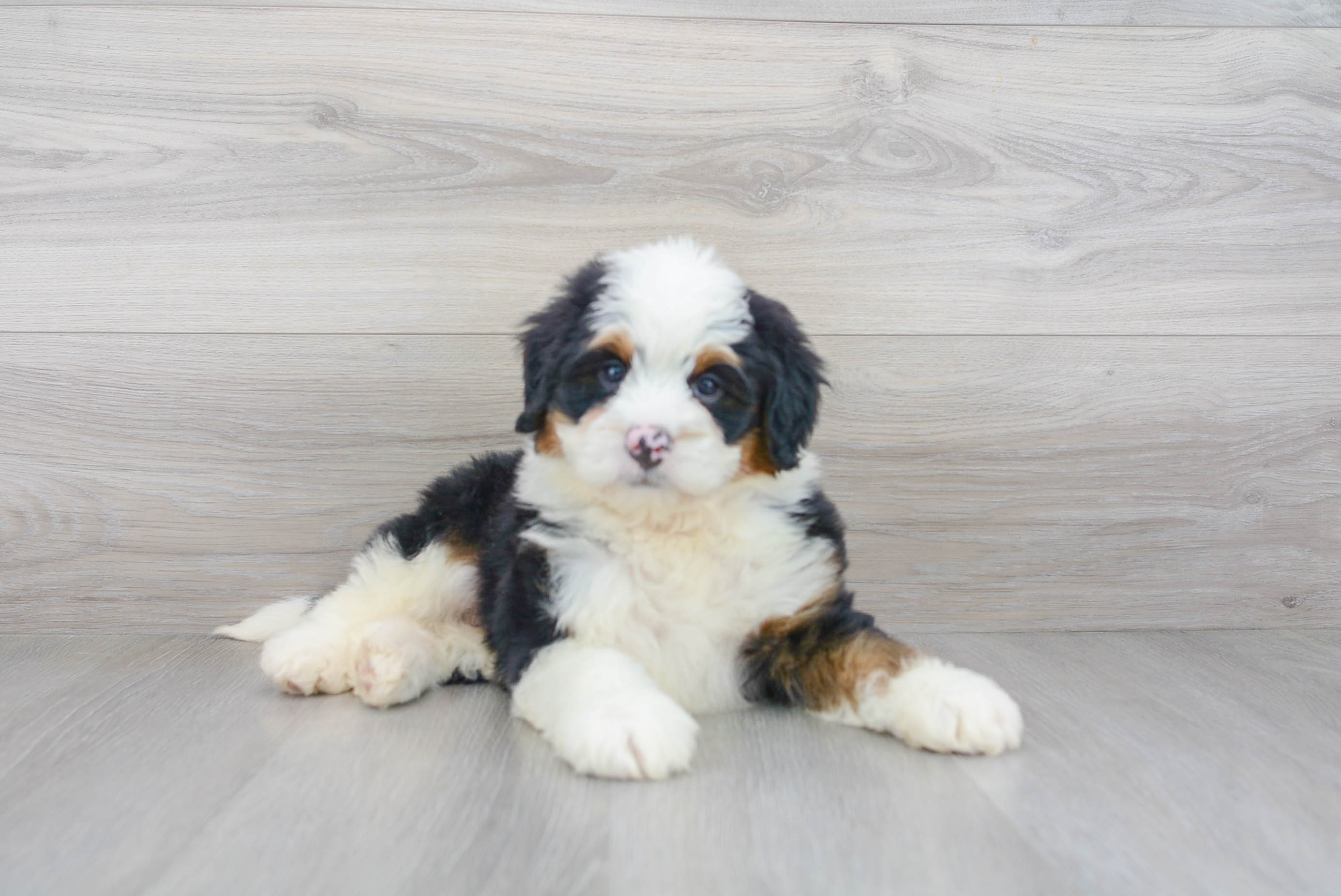 Fluffy Mini Bernedoodle Poodle Mix Pup
