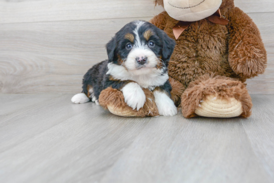 Mini Bernedoodle Puppy for Adoption