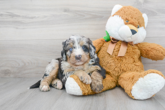 Best Mini Bernedoodle Baby