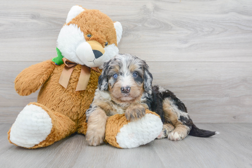 Mini Bernedoodle Pup Being Cute