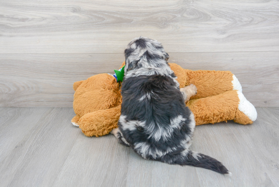 Best Mini Bernedoodle Baby