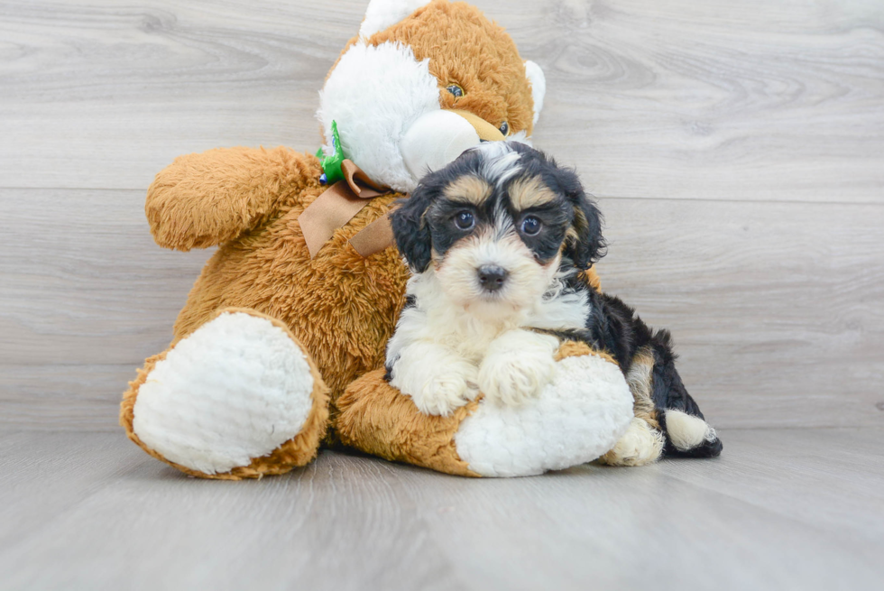 Mini Bernedoodle Pup Being Cute