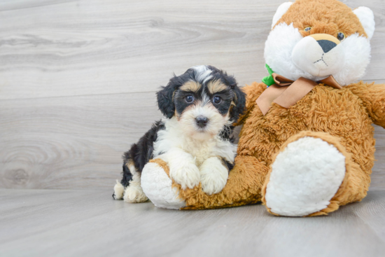 Best Mini Bernedoodle Baby