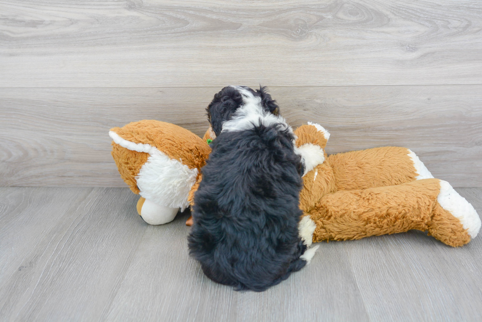 Best Mini Bernedoodle Baby