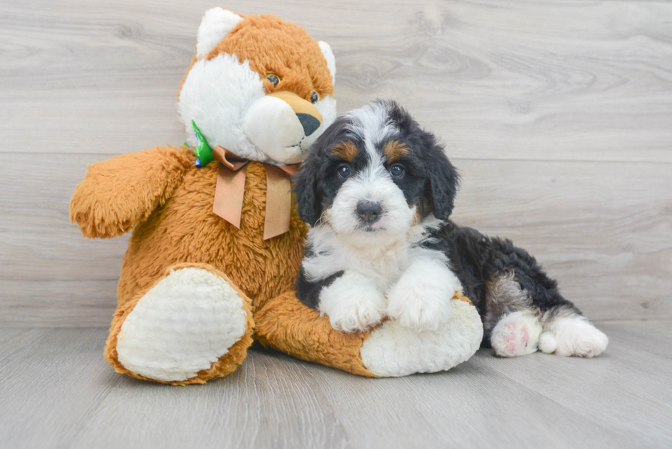 Fluffy Mini Bernedoodle Poodle Mix Pup