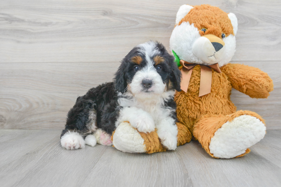 Mini Bernedoodle Pup Being Cute