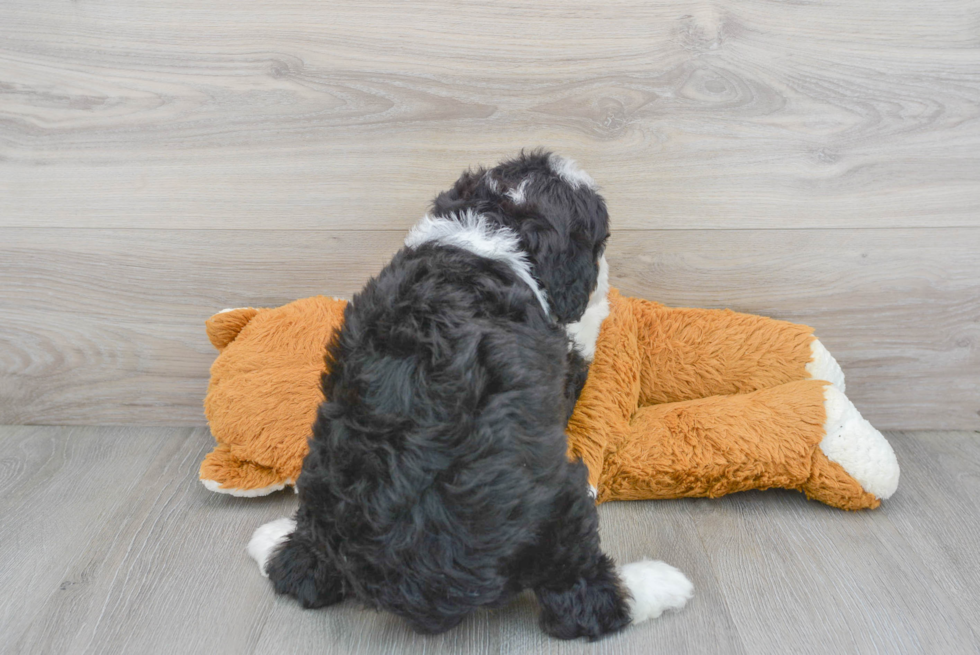 Mini Bernedoodle Pup Being Cute