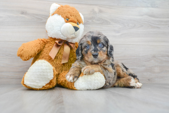 Mini Bernedoodle Puppy for Adoption