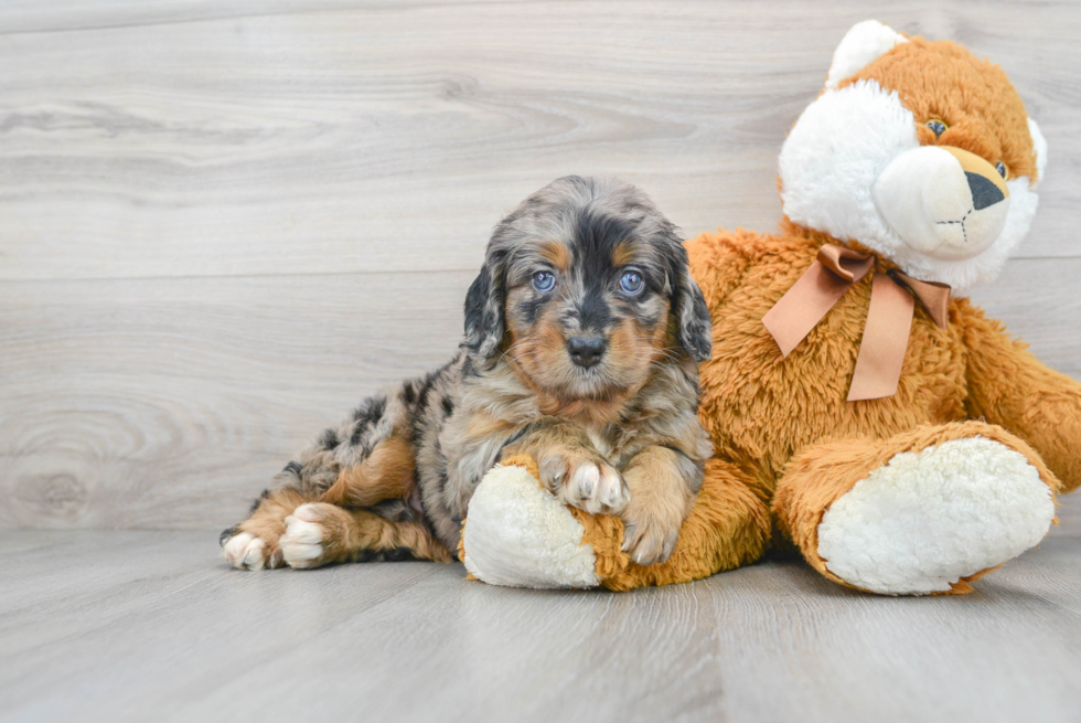 Best Mini Bernedoodle Baby