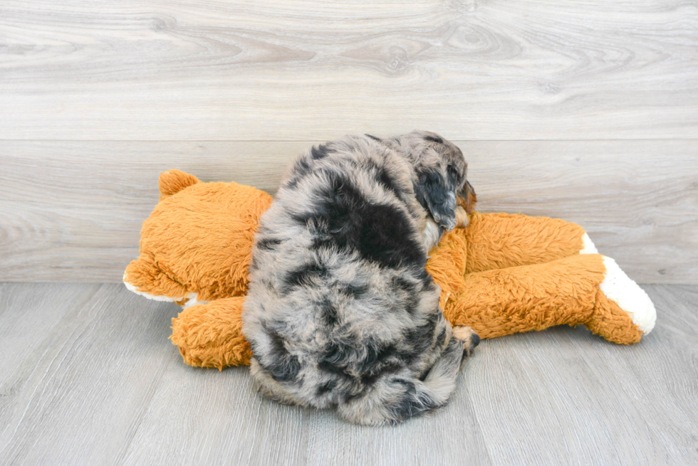 Energetic Bernadoodle Poodle Mix Puppy