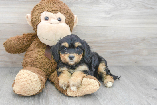 Fluffy Mini Bernedoodle Poodle Mix Pup