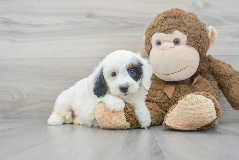 Happy Mini Bernedoodle Baby