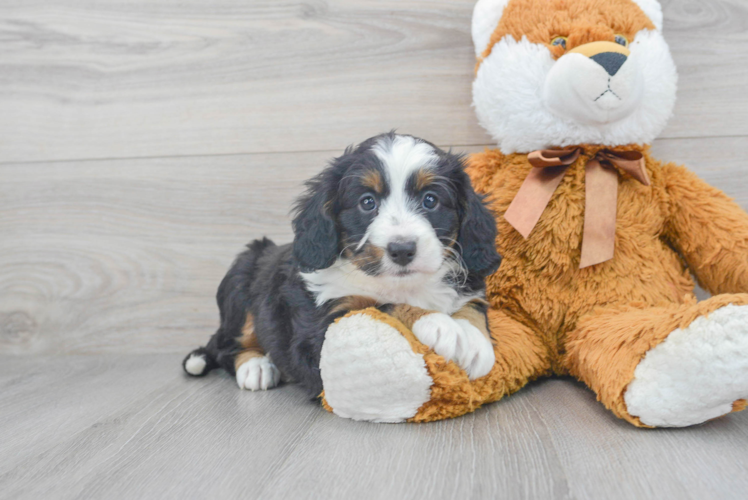 Little Mini Berniedoodle Poodle Mix Puppy