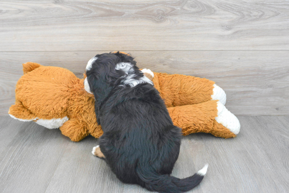 Cute Mini Bernedoodle Baby