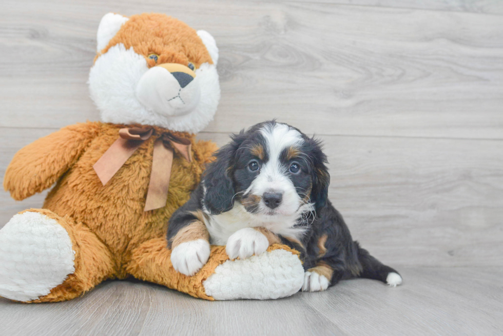 Cute Mini Bernedoodle Baby