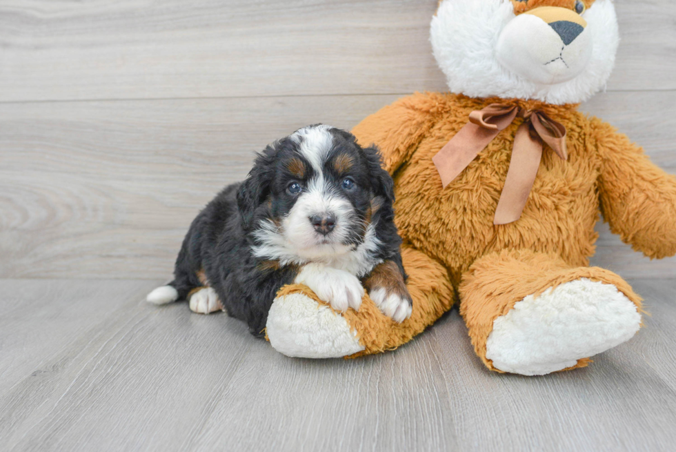 Mini Bernedoodle Pup Being Cute