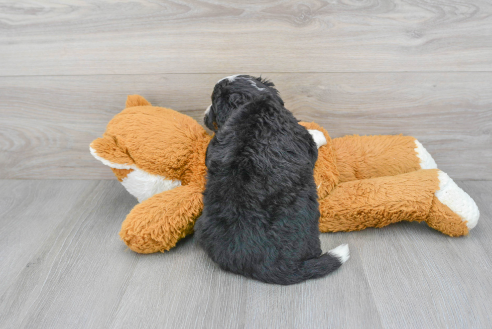 Funny Mini Bernedoodle Poodle Mix Pup