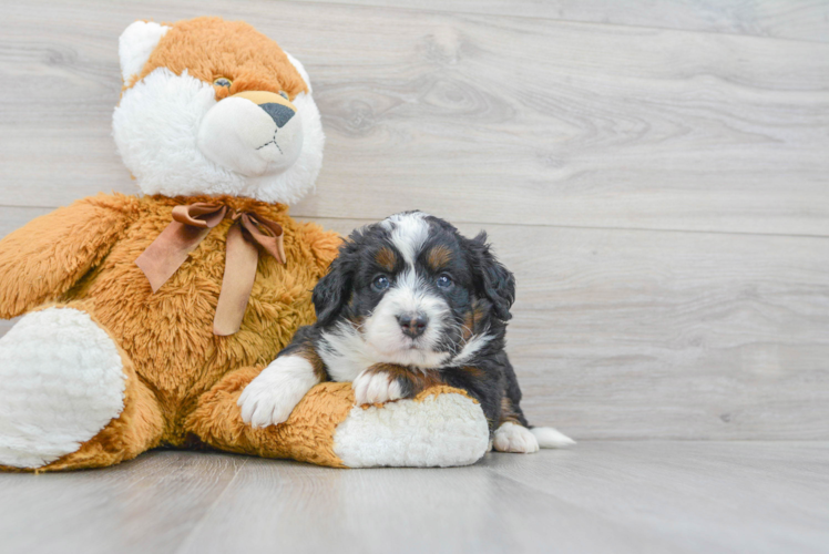 Small Mini Bernedoodle Baby
