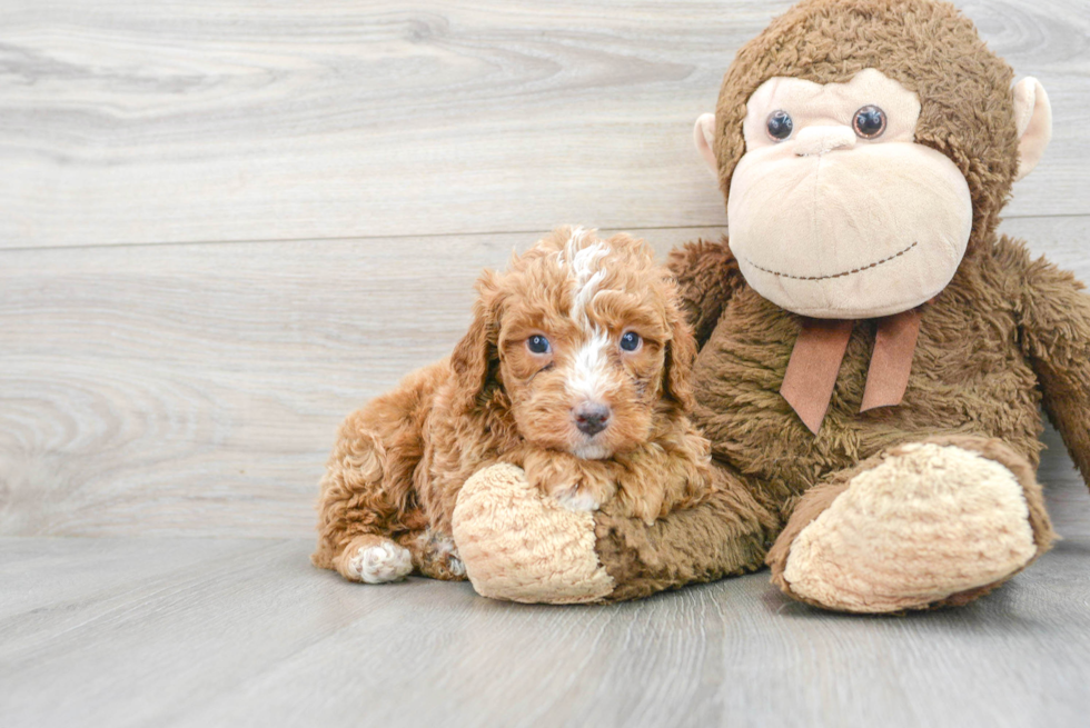 Best Mini Bernedoodle Baby
