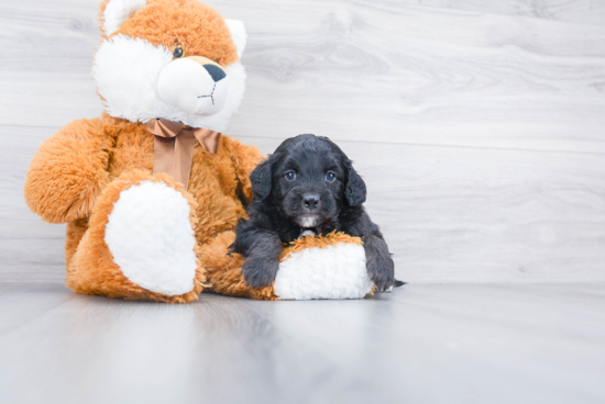 Fluffy Mini Bernedoodle Poodle Mix Pup