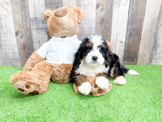 Mini Bernedoodle Pup Being Cute