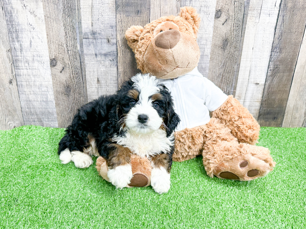 Mini Bernedoodle Puppy for Adoption